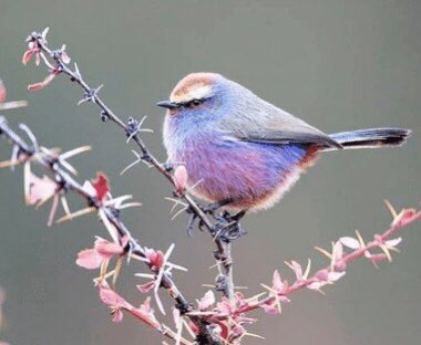 Instead it’s known as the ‘white-browed tit’ because of its ‘distinctive white brows’. WTH???