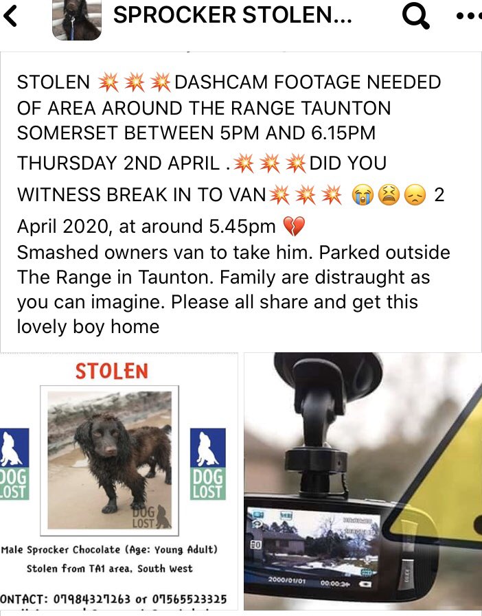 rosieDoc2's tweet photo. #TauntonSprocker 
👍thank you EVERYONE who TWEETED / RETWEETED / SHARED to help get info to get him home ❤️

SO FAR WE STILL HAVE HEARD NOTHING 
BUT⬇️
🆘Please can you all check your msgs on your twitter accounts pls....also requested JUST IN CASE TY 🆘
https://t.co/pHV3ZST9Yw https://t.co/MfaK6LX0wz