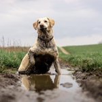 Photo by Cinder Waterfowl (@Cindergear)
