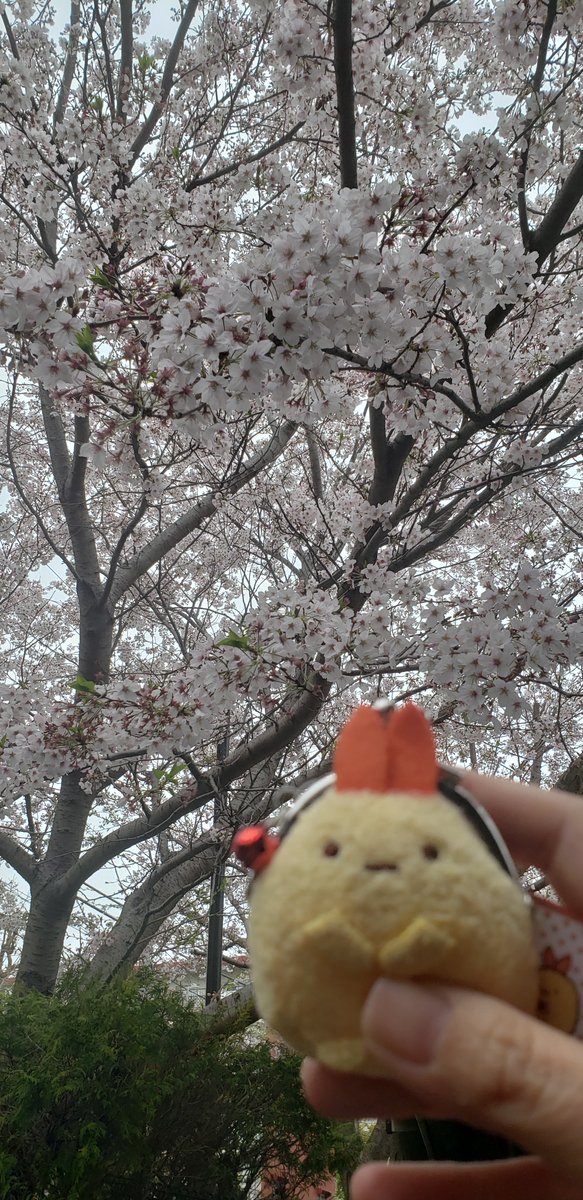 また今日もグチグチトゲトゲしてしまった?
桜見て落ち着きます…(^q^)?
明日に願いを込めて…
おやすまなさい? 