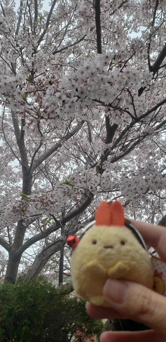 また今日もグチグチトゲトゲしてしまった?
桜見て落ち着きます…(^q^)?
明日に願いを込めて…
おやすまなさい? 