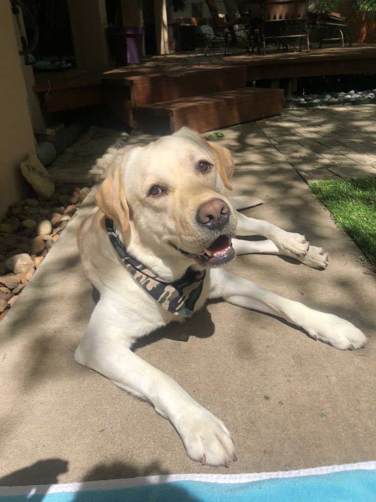 morgmarshall's tweet photo. @girlfr0g Ruger/Boogie Bear https://t.co/0lDDrMPxZM
