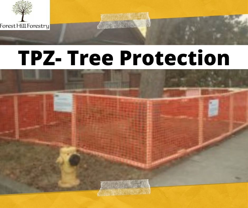 Forest Hill Forestry offers a range of services to keep your trees in healthy. Having over 10 years of experience. Call <a href="/FHForestry/">Forest Hill Forestry</a> at +437 776 4172 now.