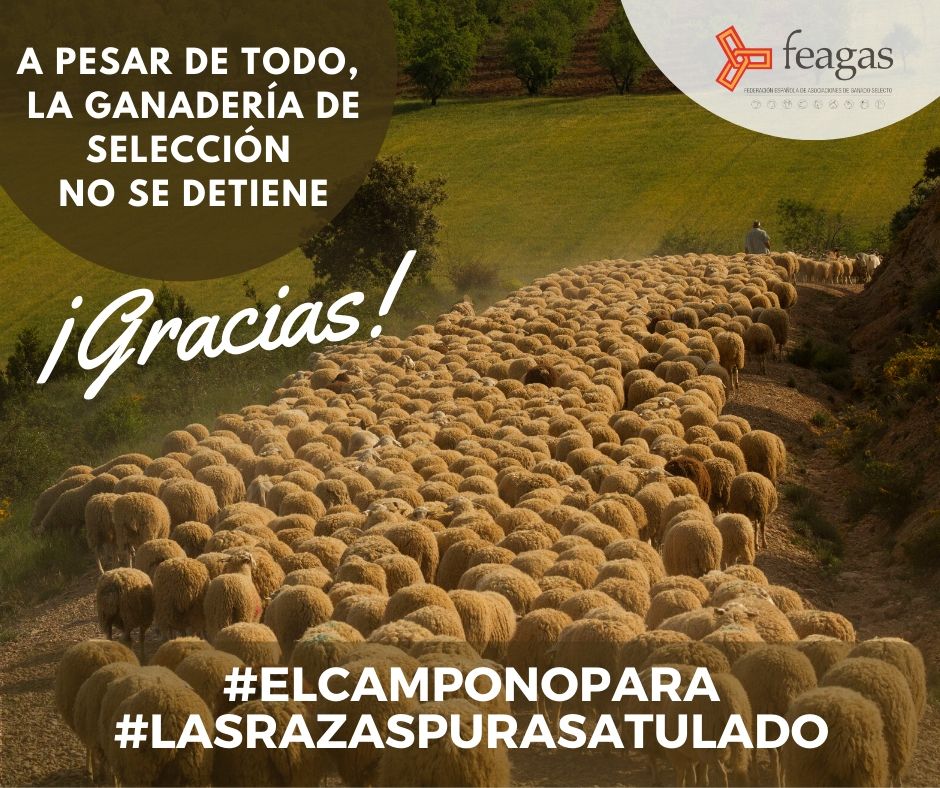 rfeagas's tweet photo. Seguimos trabajando para que nuestros productos te hagan más llevadero el #EstadoDeAlarma. La #GanaderíaDeSelección y las #RazasPuras seguimos a tu lado 💪💪 https://t.co/BPK1sFPAaQ #ElCampoNoPara #LasRazasPurasATuLado #QuédateEnCasa #SectorEsencial https://t.co/IJWz7eZM5O