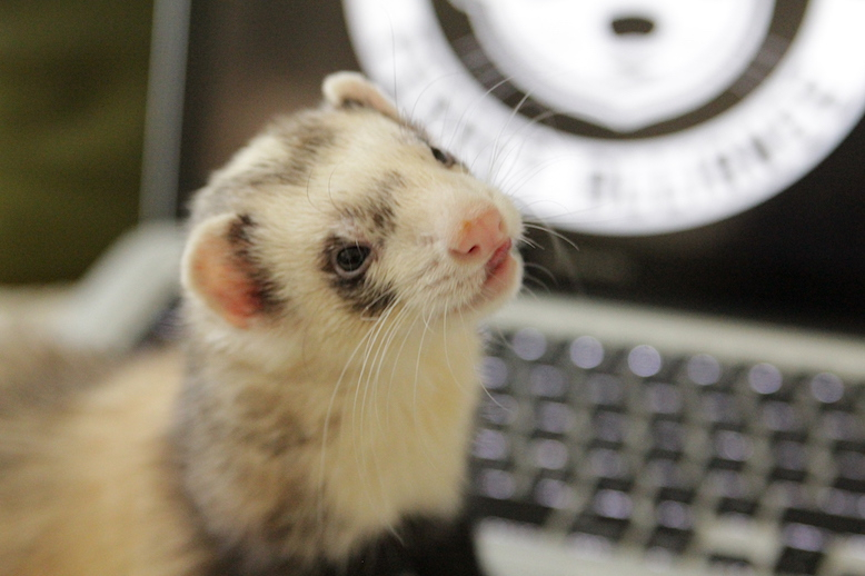 CalFerrets's tweet photo. What's next on the to do list?

—— ⁠
#CaliforniaFerrets #ferrets 
⁠
⁠ https://t.co/ZfUbI91PlW