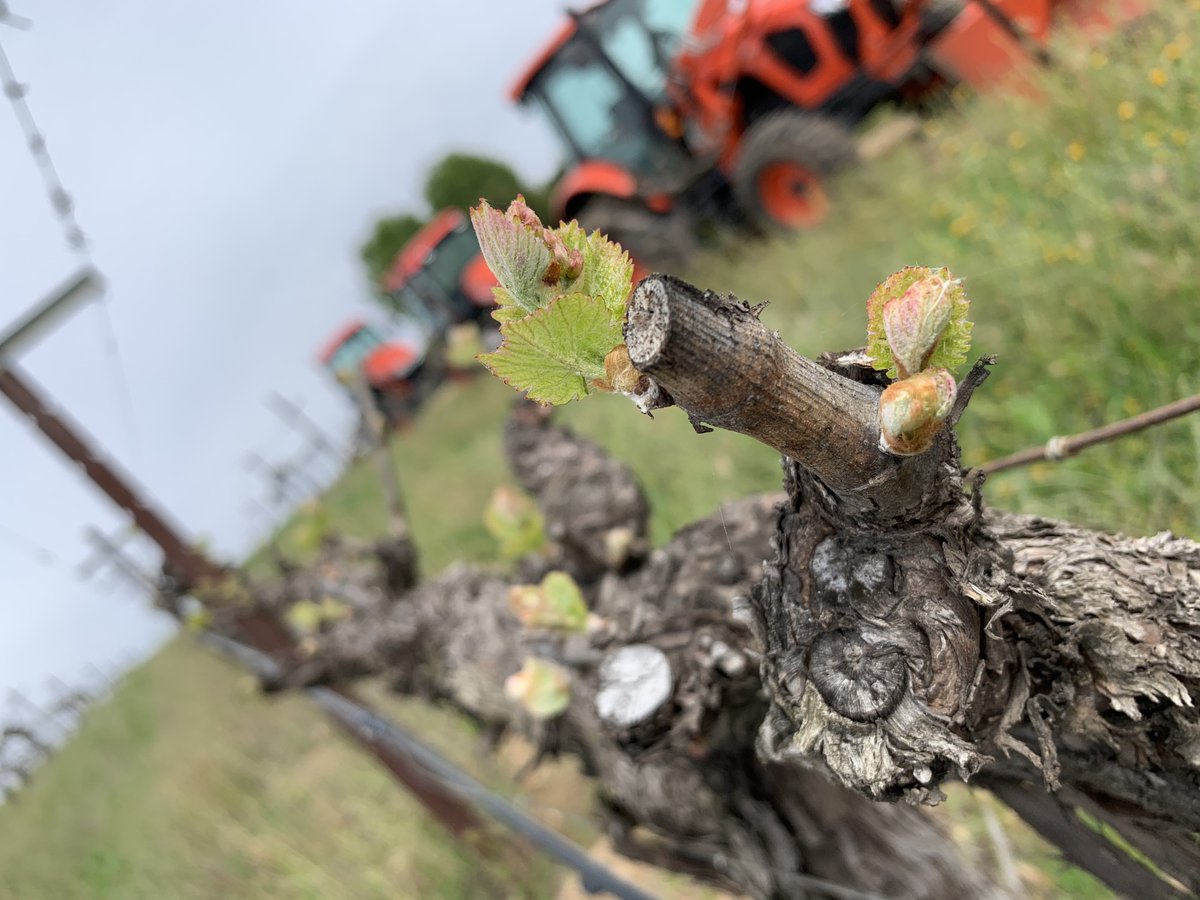 Wilson_Creek's tweet photo. It's bud break!🌱  The vines are waking up from their winter dormancy. It's amazing to watch the entire vineyards turn from drab brown to vibrant green. Stay tuned. https://t.co/BozudKKiTK