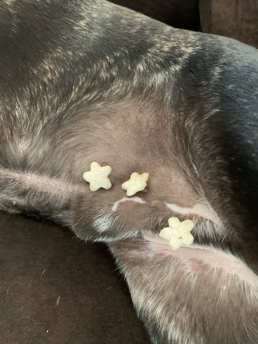 #QuarantineLife #lockdowneffect #coronapocolypse #QuarantineDiaries https://t.co/3pVDWYss23<a href="/tag/quarantinelife"class="tags">#QuarantineLife</a><a href="/tag/lockdowneffect"class="tags">#lockdowneffect</a><a href="/tag/coronapocolypse"class="tags">#coronapocolypse</a><a href="/tag/quarantinediaries"class="tags"><span>#quarantinediaries</span></a>