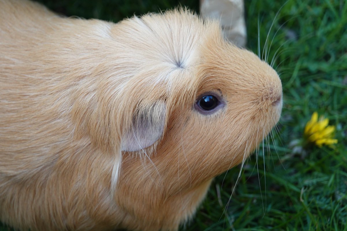 TuftyPiggie's tweet photo. Alfresco adventures.
#goldenbirthdaytakeover #goldenbirthdays #goldenmischief #grass2019 https://t.co/s4IuNaMHqQ