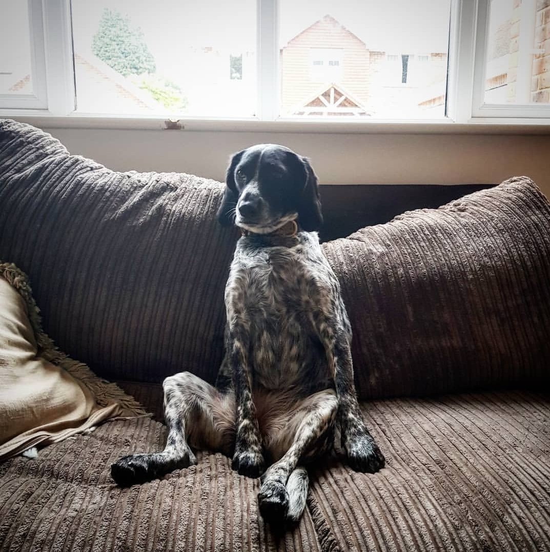 SDA_Ltd_IoW's tweet photo. @missrichter91 May I present #Rileypup...
#dogsoftwitter https://t.co/oWjP5kFkVO