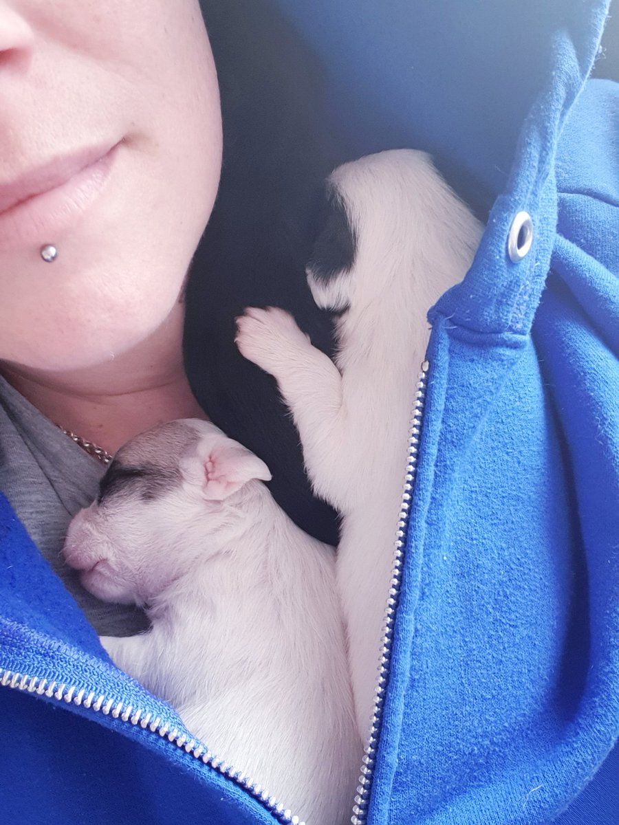 LaurenGNC_Butch's tweet photo. Puppy snuggles. I'm hoping my lovely wife is going to feel better after a snooze. She is feeling poorly πβ€οΈβ€οΈ #virtualsnuggles @FemmeLoves https://t.co/JD6oz5i3H7