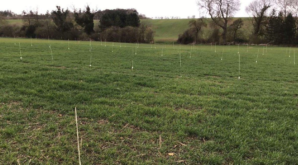 Farmacy_Plc's tweet photo. Noticeable Plot Differences at the #HelixFarm @Yara_UK N-response Trial
We’re seeing the zero N plots standing out already, an indicator of soil nutrients potentially having leached beyond root depth due to the heavy rains in autumn and winter.
Stay tuned for future updates https://t.co/5dNBWR6c1W