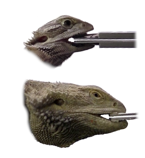 MarcEHJones's tweet photo. Our paper on bite force performance in sex reversed bearded dragon lizards (#Pogona) now has page numbers: Volume 333 (issue 4), 252–263 | #agamidbiteforce #Agamidae #SexualDimorphism #scaling | https://t.co/yiz13CR6F6 | https://t.co/ksFoWpUhxX