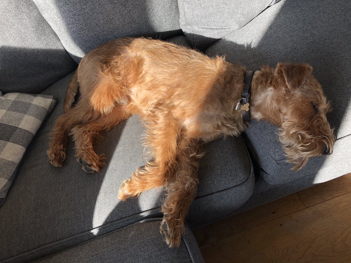 IrishTerrier's tweet photo. Sunbathing on the sofa 🐾 ☀️ #dogsoftwitter #StayHomeSaveLives #poochlife https://t.co/oBcdUGTXW6