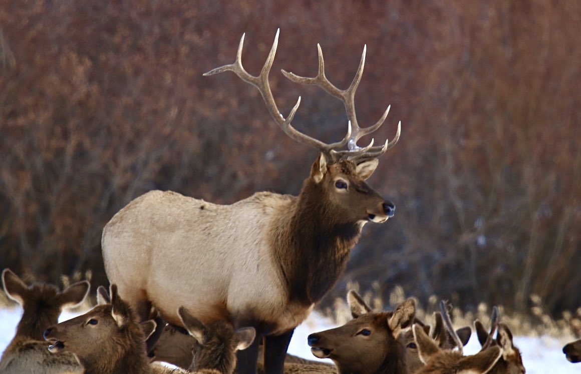 rocksinourshoes's tweet photo. A nice looking bull elk with a few of his ladies.  Taken at Vermillion Lakes, Banff #AbWildlifeWeek https://t.co/922aAy4Azk