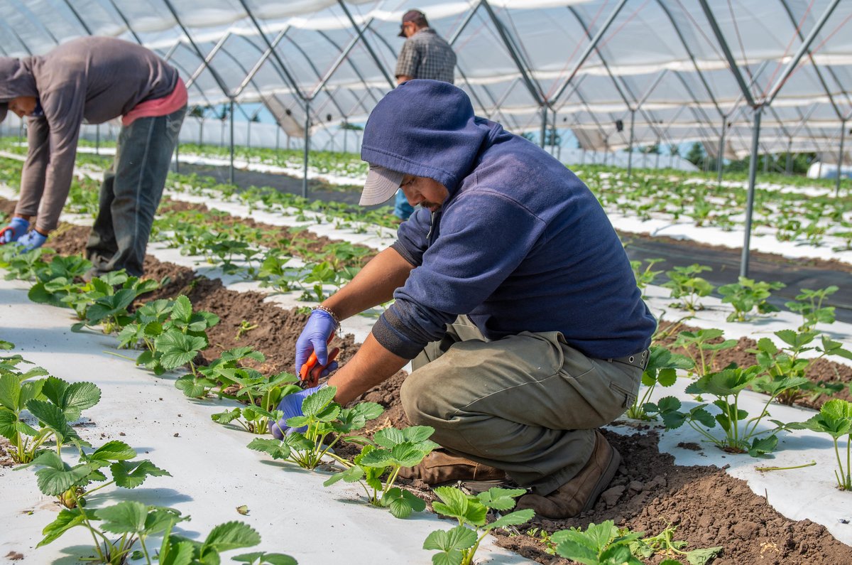 U.S. agriculture depends on 2.5M farm workers, most of whom are foreign born. But border closures & visa processing delays could prevent them from entering the country. Without enough farm workers to plant & harvest crops, food may rot in the field. https://www.cbsnews.com/news/coronavirus-us-farmers-foreign-labor-crops-unharvested/