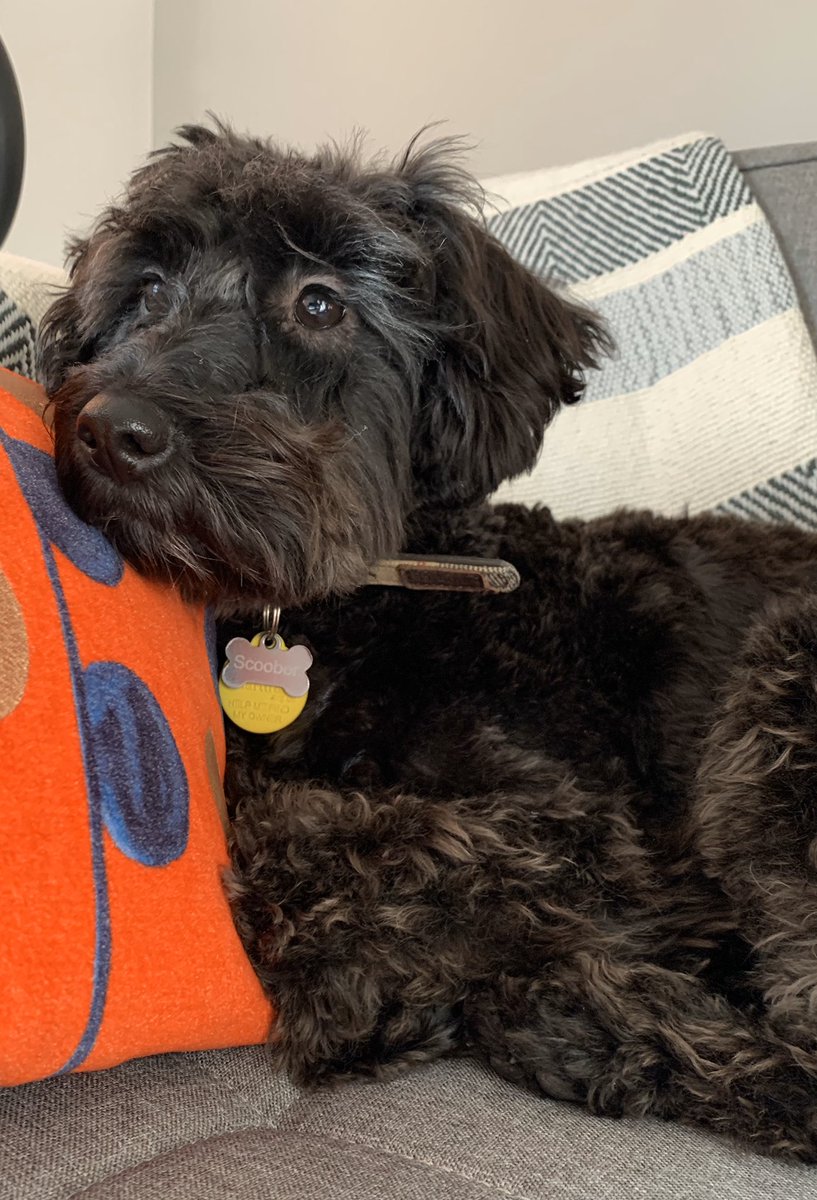 AmyLRumble's tweet photo. My assistant successfully sat in on another telephone hearing this afternoon. Quiet & attentive (even when mute was off👏🏻🙌🏻) #PLPpets #WeGotThis #MondayMotivation https://t.co/O3YqeGwQzl