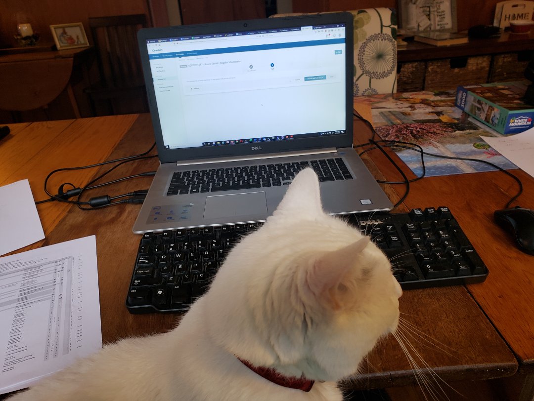 LogicSolutions's tweet photo. We have some pretty experienced cats helping our developers.  Meet Kevin.  He is an expert on environmental health and safety. (Just kidding!)  Starting your Monday off right with a little pet humor. Be Smart! Use Logic! Visit us at https://t.co/31qjYskXuq https://t.co/UD69ahbvrL