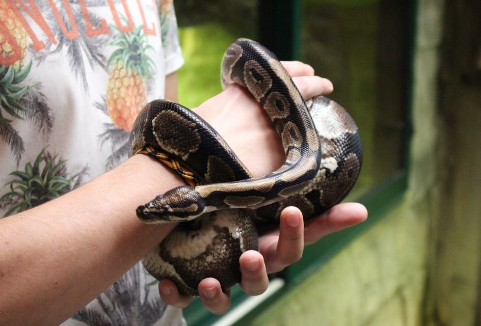 Etablieres's tweet photo. Juste avant de #seconfiner, les #SOIGNEURSANIMALIERS en formation aux @etablieres ont été accueillis au @ZOOBOISSIERE du Doré pour un cours sur la manipulation des reptiles. 🐍 MERCI 🙏
Moments forts en émotion 😉 🦎 @sandy_gregoire 
Qui l'aurait fait? https://t.co/dTjrfSh4UU