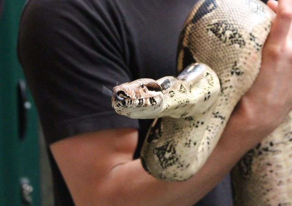 Etablieres's tweet photo. Juste avant de #seconfiner, les #SOIGNEURSANIMALIERS en formation aux @etablieres ont été accueillis au @ZOOBOISSIERE du Doré pour un cours sur la manipulation des reptiles. 🐍 MERCI 🙏
Moments forts en émotion 😉 🦎 @sandy_gregoire 
Qui l'aurait fait? https://t.co/dTjrfSh4UU
