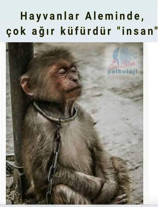 Hayvanlar yavrularına ilk önce insandan korkmayı ögretirler