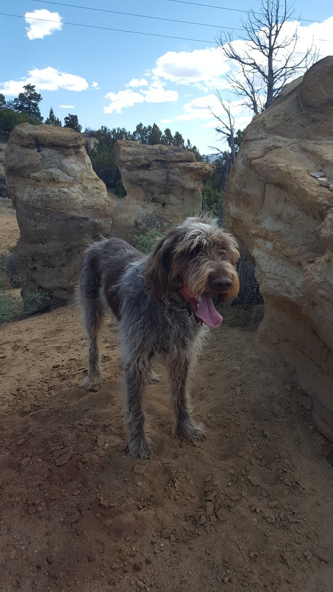 GingerTRex's tweet photo. Daily walks, and now my dog is killing it on dogStrava.

#renzothedog
#strava 
#giftsofquarentine https://t.co/q0zpaqVF3k