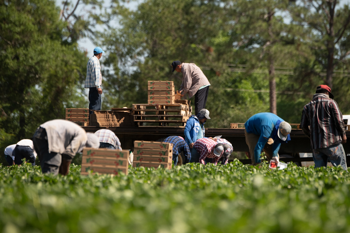 On top of that, there are concerns that the farm workers who are able to get to the U.S. are at an elevated risk of contracting coronavirus because they work and live in close quarters and often lack access to health care.  https://civileats.com/2020/03/25/farmworkers-are-in-the-coronavirus-crosshairs/