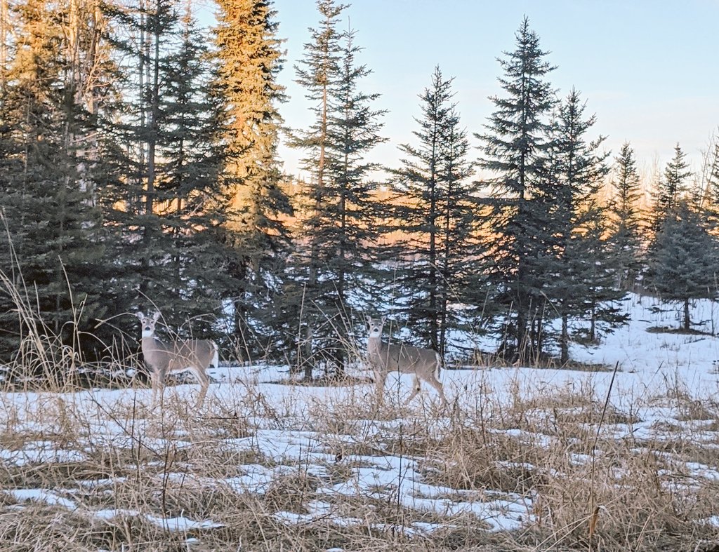 Y2Y_Initiative's tweet photo. Two Alberta whitetail deer pause to give one of our staff members a good look in November #ABWildlifeWeek

📷 K Zenkewich https://t.co/CnLHVv648f