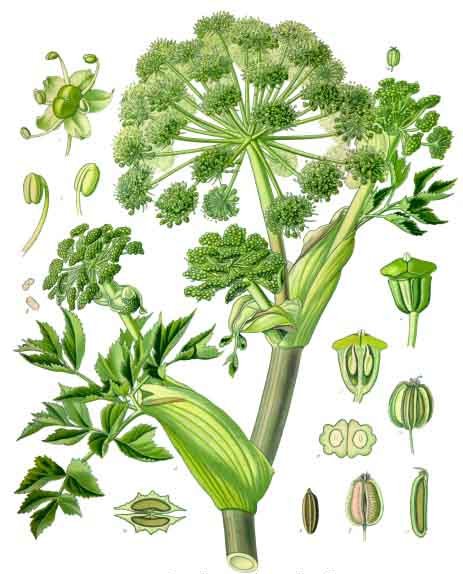 Most parts of Angelica can be used: roots stems, fruits, leaves, seeds, etc. Personally, I have only used and experienced the root. From what I've read, different parts of the plant have slightly different feelings and properties