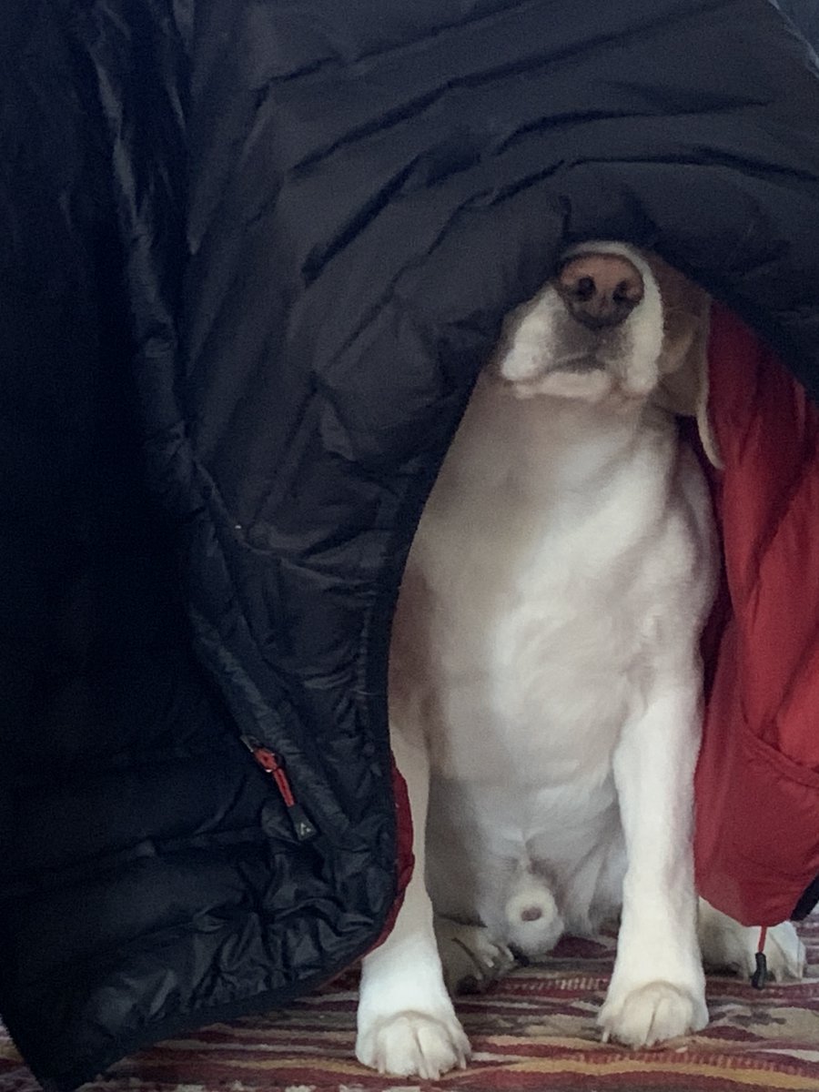 harrietschwartz's tweet photo. #CaptionThis
#TobytheBeagleTA #ProfDogs #beagle #TeachersPet #OnlinePivot #HigherEd #TriageTeaching2020 #Tenure4Toby #DogsatHome #DogsofInstagram #BeaglesofInstagram #StayConnected
#ConnectedTeaching https://t.co/b1syM7A75Z