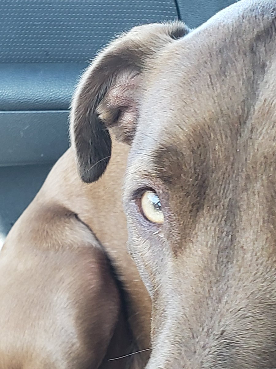 Men, if your women's not looking at you like this! Get a dog..my girl lilly..