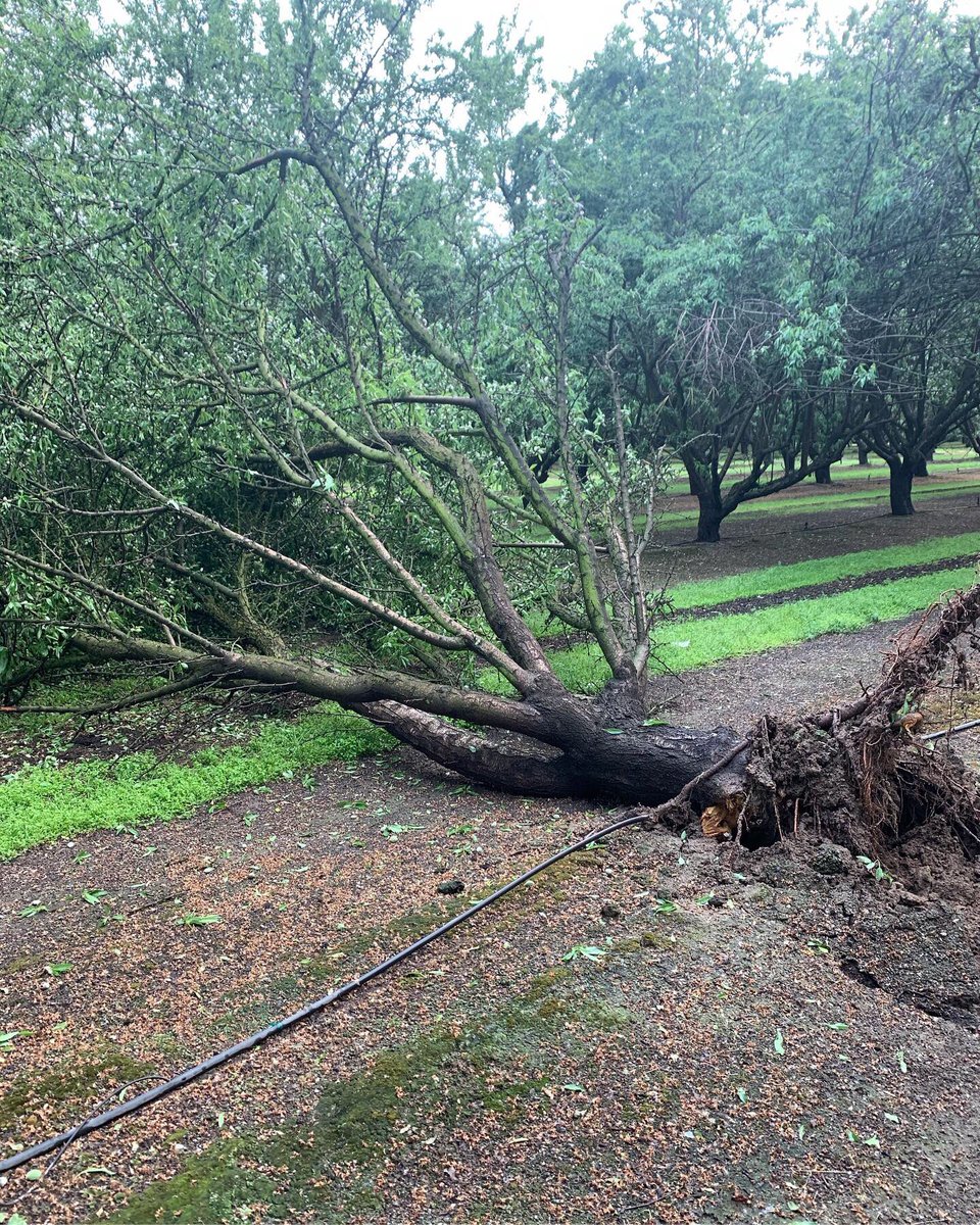 tep_inc_'s tweet photo. “Rain is a good thing!” Until winds pick up and- TIMBER! During these wet weather patterns, remember to throw 1 gal of TEP Proven in with your fungicide sprays! 🌱🌧 #OneGrowerToAnother #Almonds #AmericanAgriculture https://t.co/juNIL6tn0Y