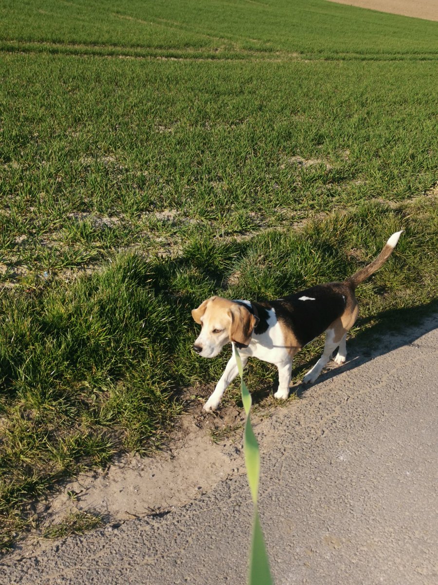 Taludin1's tweet photo. Was ein schönes Wetter für ein Spaziergang 😍😍 https://t.co/lfkiM4GP8z