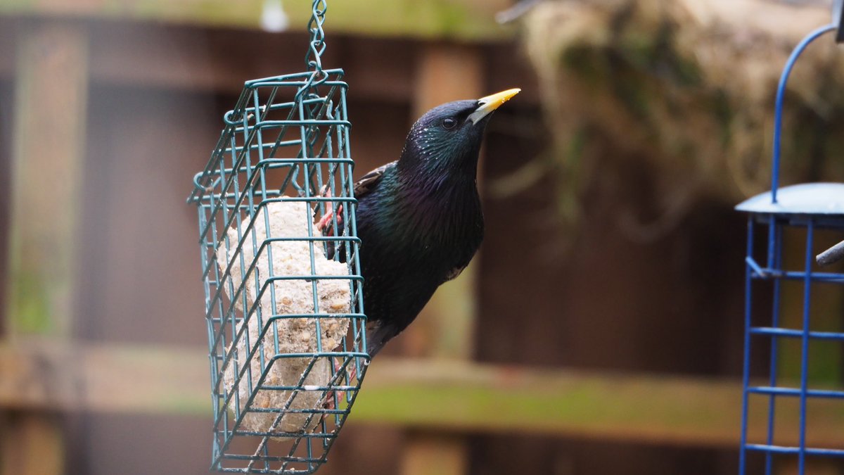 1/4 Today’s garden activity, and I make no apologies at all for all the starling photos  I’ve grown to love these iridescent beauties...  @BBCSpringwatch  @ChrisGPackham  @_BTO  @BTO_GBW