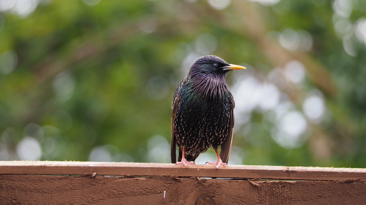 1/4 Today’s garden activity, and I make no apologies at all for all the starling photos  I’ve grown to love these iridescent beauties...  @BBCSpringwatch  @ChrisGPackham  @_BTO  @BTO_GBW