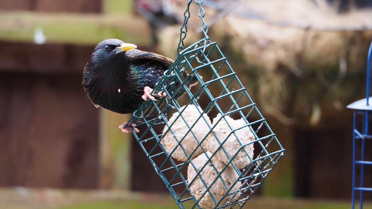 2/4 More starling loveliness. Right messy feeders, but that only benefits the ground feeders...