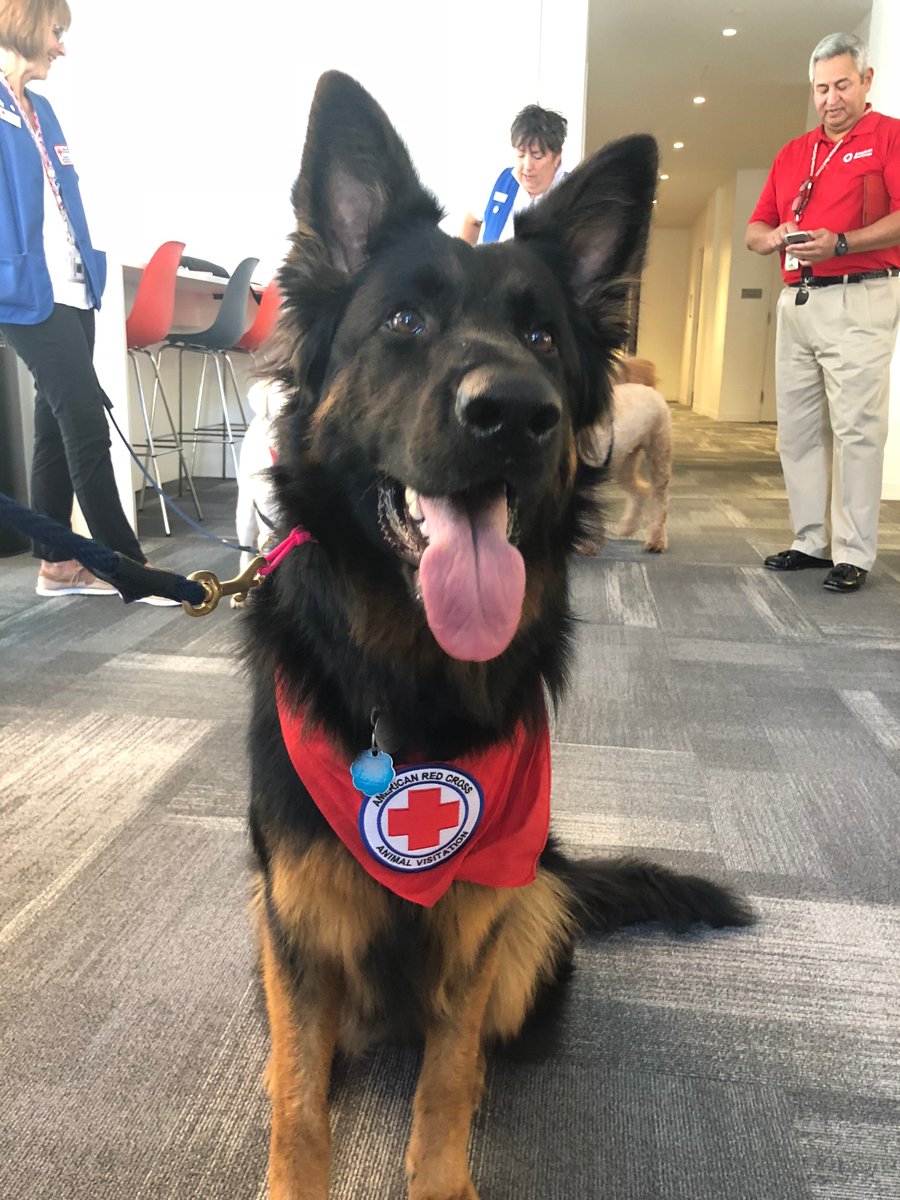 Take a #MentalHealthBreak with Elsa, one of our Service to the Armed Forces visitation dogs. Just 3 years ago, she was a pup training to bring joy to those recovering in military hospitals. #Glowup