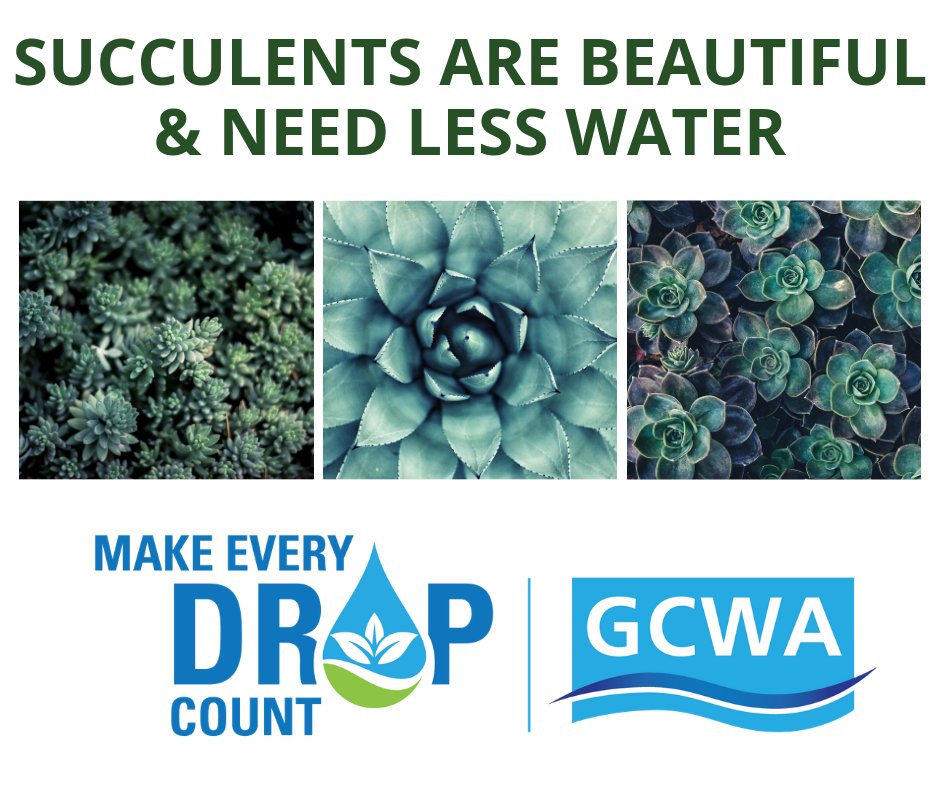 Want a beautiful addition to your garden? Succulents are beautiful AND need less water. #waterconservation