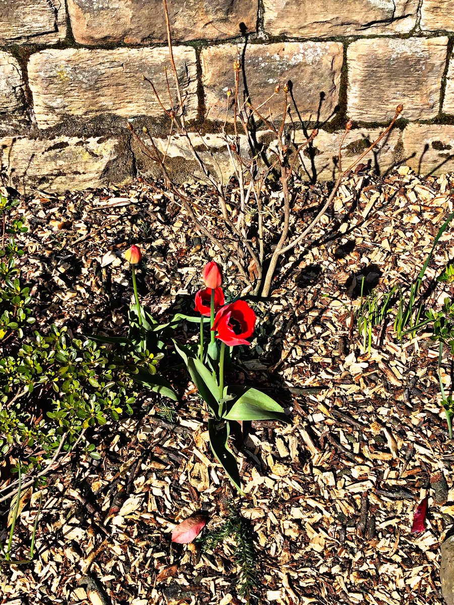 ChristineVenus's tweet photo. @roydsschool 4 of 10 spring photos with George Bradley Year 8 #LLLGames #LiveloveLearn https://t.co/MBgyBr3ErO