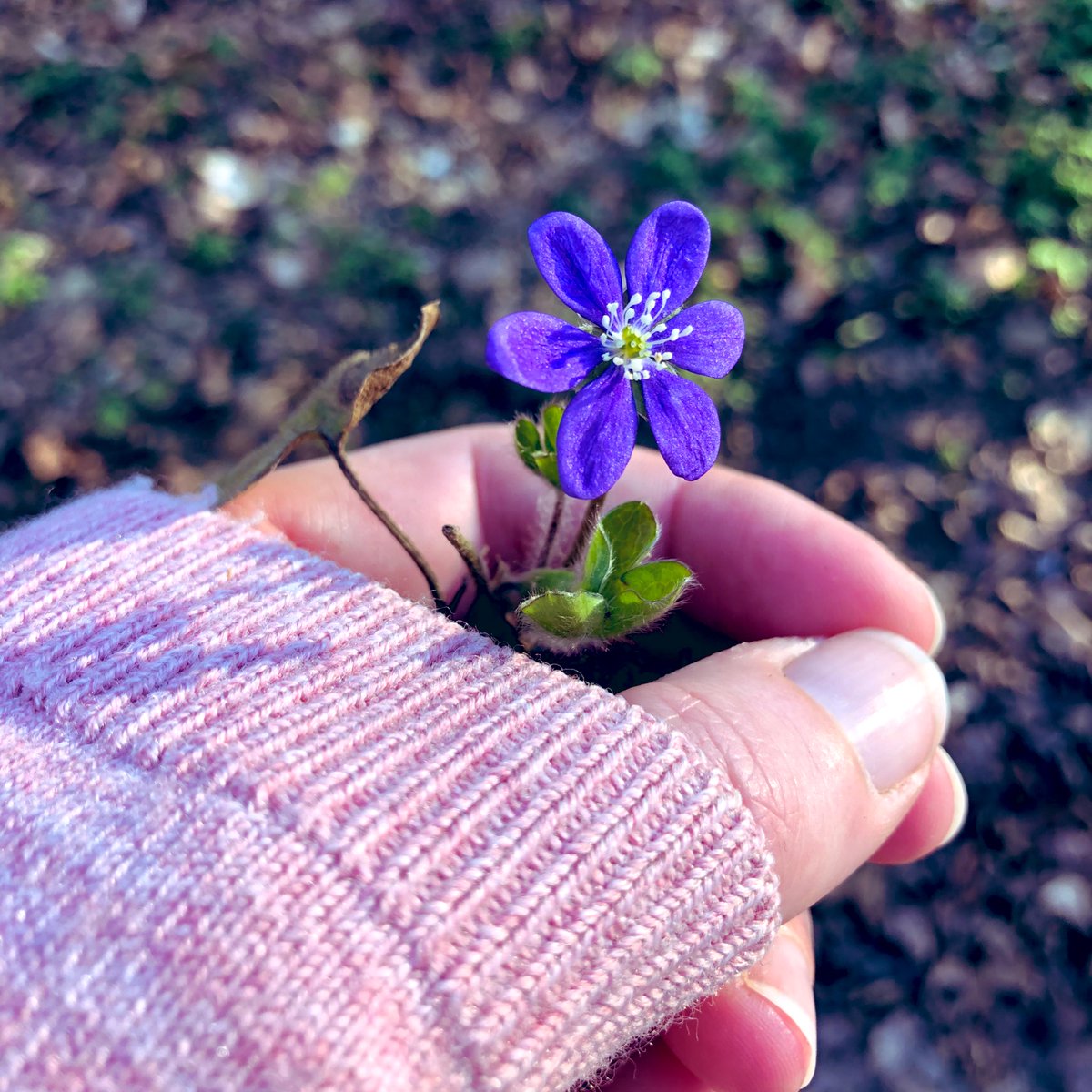 tvebachen's tweet photo. Du lille anemone... https://t.co/FzJFIKttam https://t.co/ohOr3PLSBZ