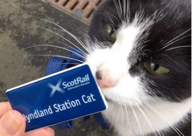 Evening folks! It's Hermes the happy Hyndland cat here with you all for the rest of the night. A special shout to all of you in the Hyndland area where I once worked!

Seriously though it's the equally happy ^Ste here with you all until 00:00. If you need any help let me know. 👋