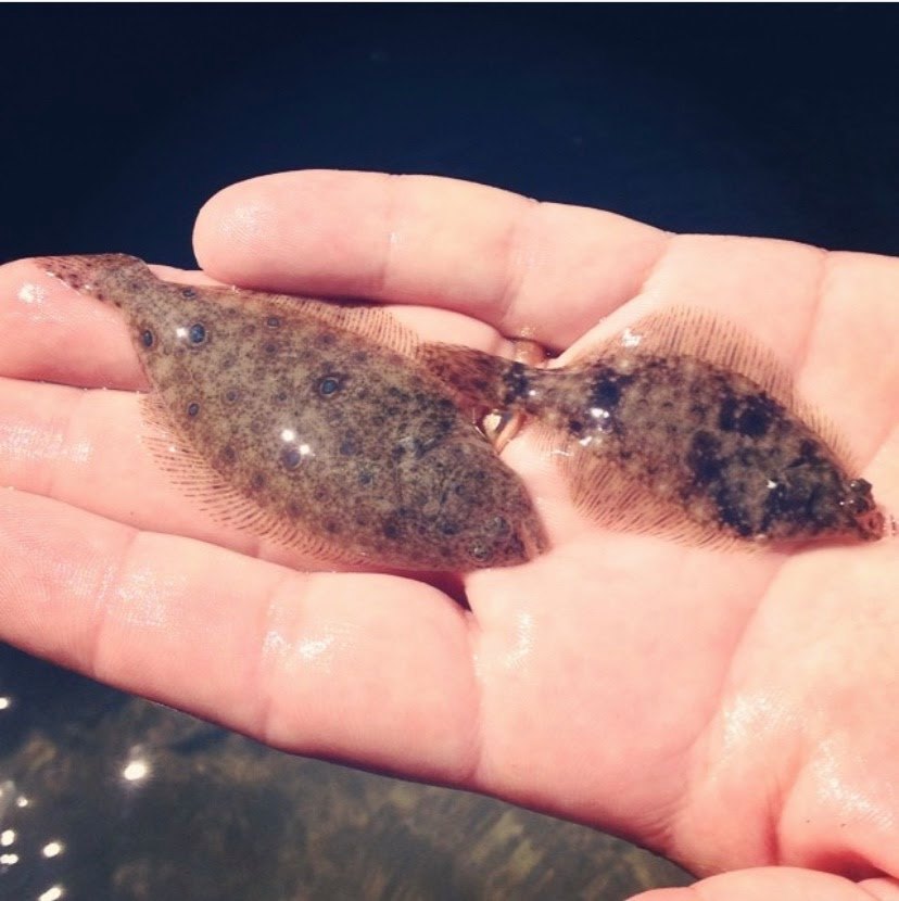 NOAA Fisheries NE/MA on X: What's the difference between summer and winter  flounders? A summer flounder, or fluke, is left-eyed with both of its eyes  on the left side of its head.