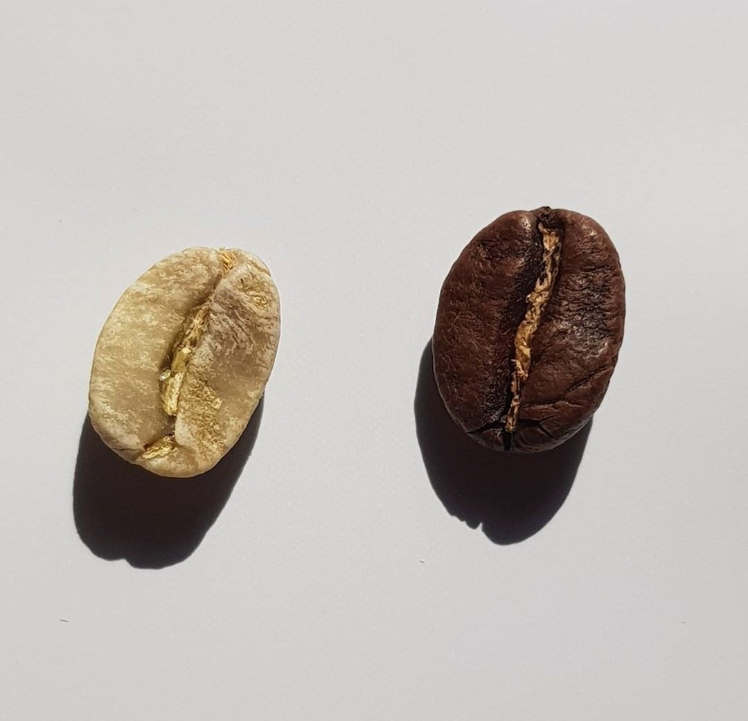 MrBasabose's tweet photo. Coffee beans are not actually beans but seeds from the coffee cherry which is a fruit that you won't enjoy eating. Some animals do eat them. Looking forward to sailing the Congo River to Gemena, on the farm but this confinement tho. #KafeKongo @KafeKongo https://t.co/RdUhj2gDVy