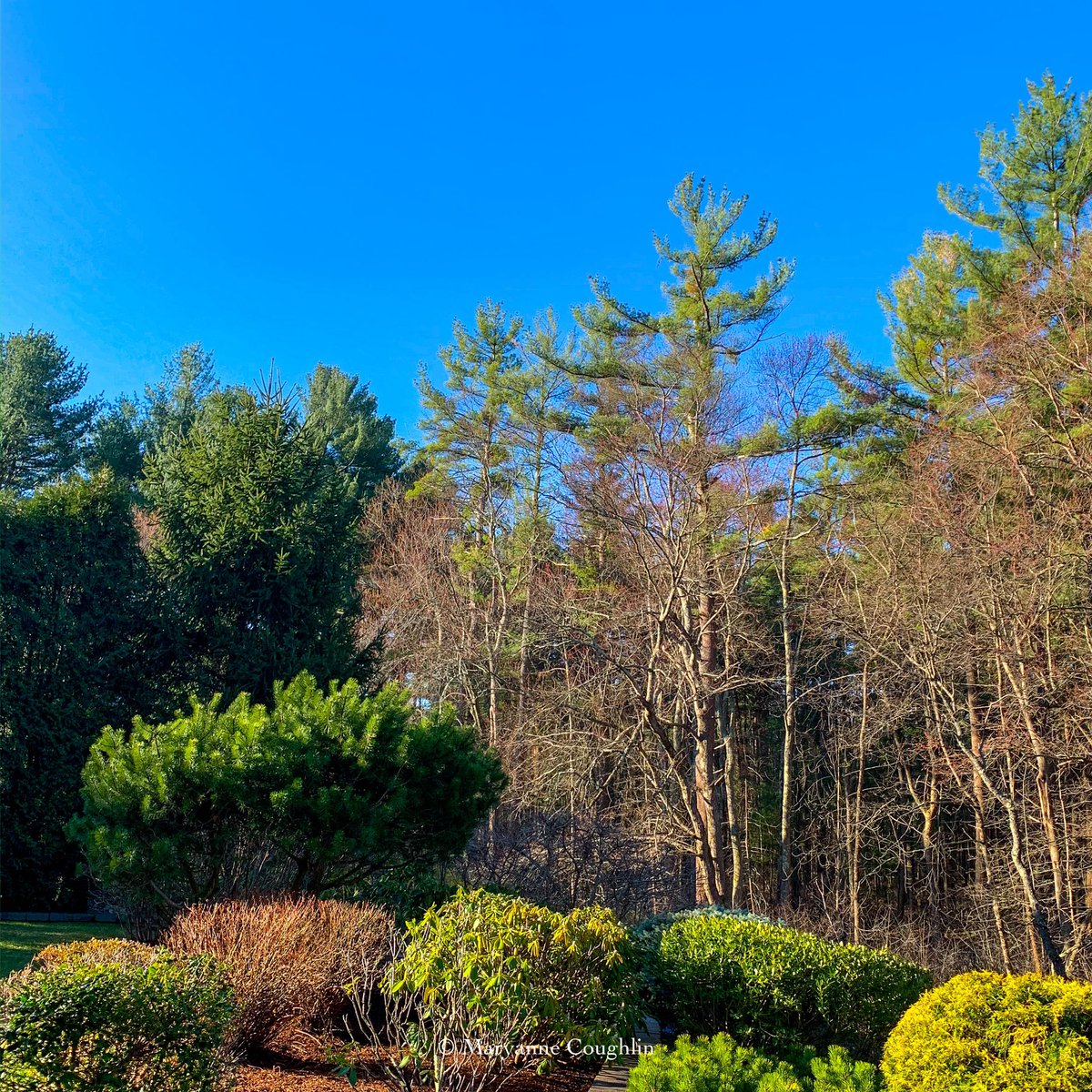 Sunshine and blue skies. Early spring New England garden #momentsofbeauty 
#beautiful #Massachusetts #newengland #garden #inthegarden #naturephotgraphy #landscapephotography #bestofthebaystate #newenglandlife #scenesofnewengland #trees #DepthOfField @ThePhotoHour @LensAreLive