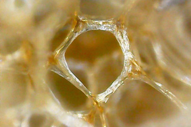 leechylove's tweet photo. Cocoons of h. Verbana and h. Medicinalis. #closeup under #microscop (about 1.600x). #science #leech #biology #worm #pet #animal #photooftheday #aquarium #wirbleibenzuhaus #StayAtHome #StayHome https://t.co/tOvIu5QhMO