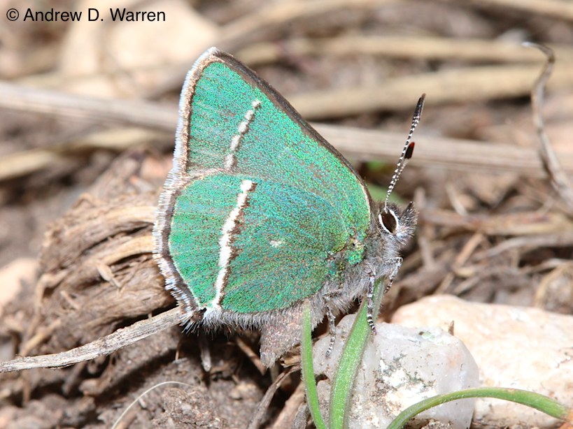 They're still here!!!!! After 30 years of continuous habitat degradation, my local population of greenies is still extant! Sheridan's Hairstreak (Callophrys sheridanii) Douglas County, Colorado, USA