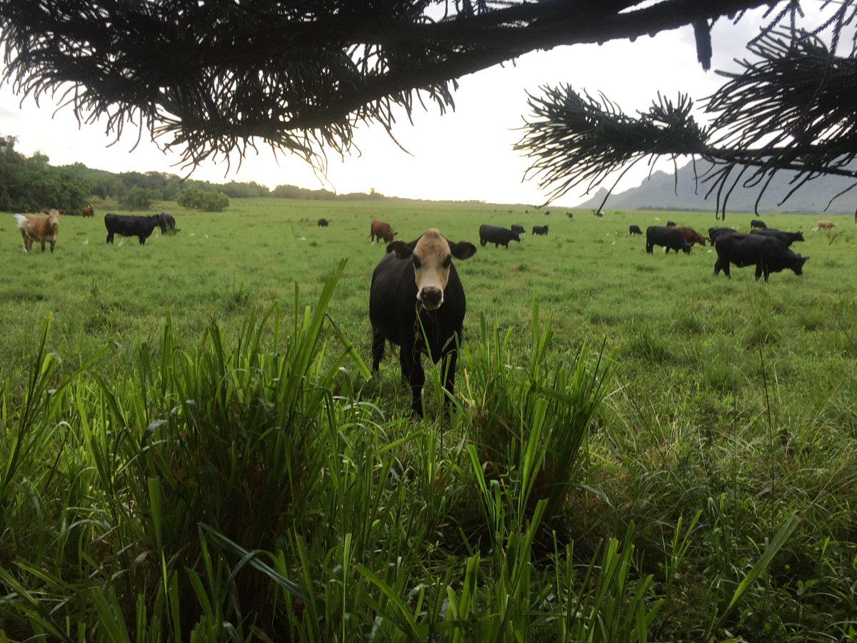 BeefUSA's tweet photo. The #CattlemenToCattlemen crew has been thinking back to some of the amazing cattle operations we’ve had the chance to see. We’re grateful for all the producers and the work you’re doing to keep beef on our tables. In the meantime you can catch up on past episodes on YouTube. https://t.co/NrhlaFpNly