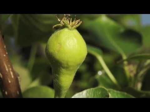 HazelTechUSA's tweet photo. Ever wonder how pears get their oval shape? This time lapse will show you just how Pear flowers swell to become fruit!
#hazeltech #agtech #pears #fruit #edible #flowering #freshproduce #SupplyChain
https://t.co/8Ell96YscV https://t.co/WeqsWjc4G5