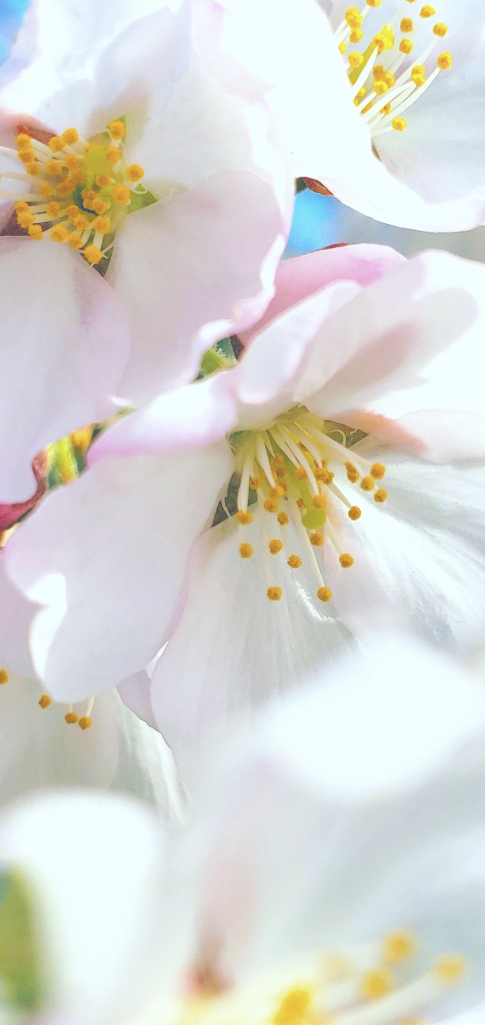 花の壁紙 Twitter Search Twitter