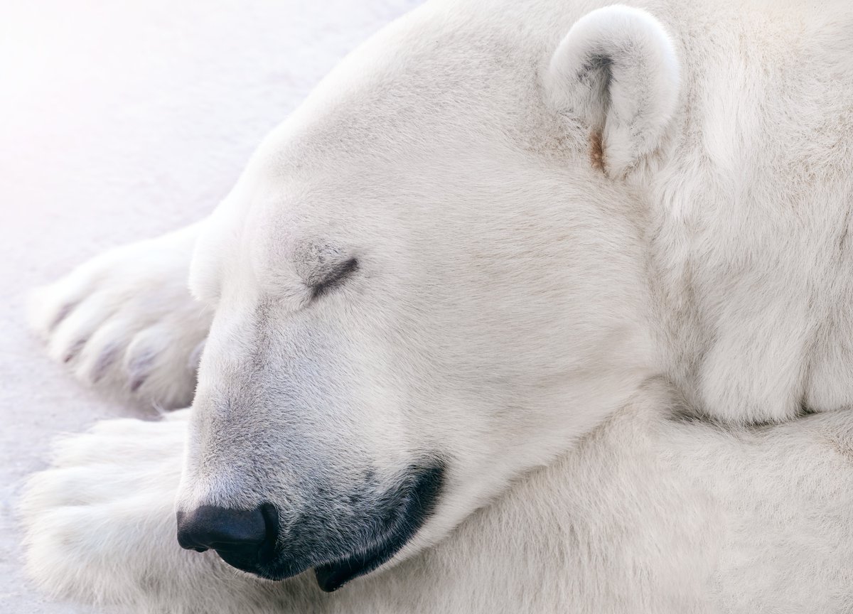 Sweet dreams from this tired #polarbear! 💙
