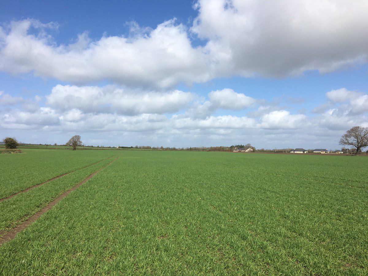 BarryPurcell6's tweet photo. Crop walking season🌾 @AgrilandIreland #ArableApril #SocialDistancing https://t.co/xlladETrXi